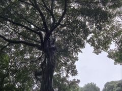 -柳侯公园