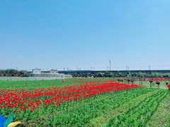 -枫林花海