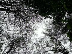 -铁山坪森林公园