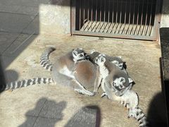 -石家庄市动物园