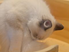 -屋虎猫馆(宝安大仟里店)