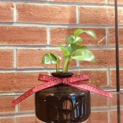 -时尚殿堂·颜SPA