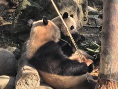 -都江堰中华大熊猫苑