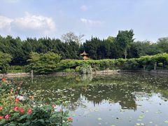 -嘉定紫藤园