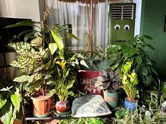 -Thai Basil罗勒叶泰式餐厅(时代天街店)