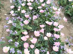-荷兰花海