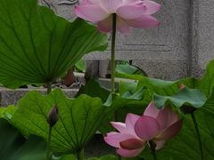 -莲湖公园