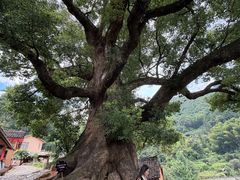 -杨家堂村