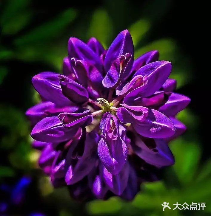 是淡淡雅雅的浅紫，清丽脱俗。好喜欢