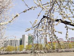 -桃花堤公园