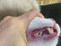 -车接车送·寄养洗护·德文猫舍(大宁店)