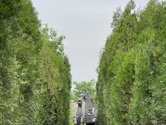 -原山国家森林公园