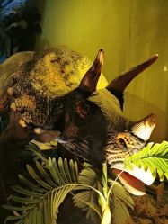 -恐龙探索乐园(磁器口店)