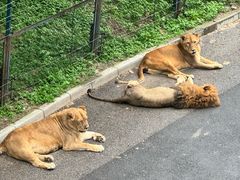 -大连森林动物园