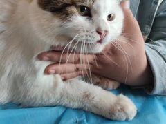 -康旭宠物医院(郑州总院)