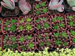 -秦美花卉(天朗·莱茵小城2期店)