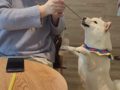 -柴犬小屋·柴餐厅·狗咖食堂(金鼎广场店)