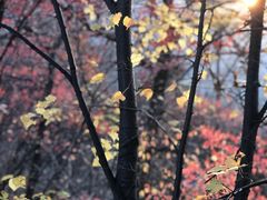 -少华山国家森林公园
