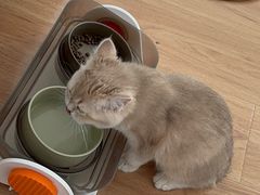 -猫十亿·布偶金渐层·曼基康矮脚猫舍(青年路店)