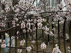 -长白岛森林公园