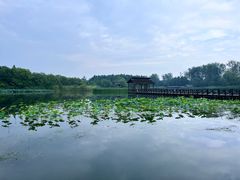 -溱湖国家湿地公园