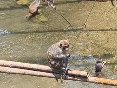 -西双版纳原始森林公园