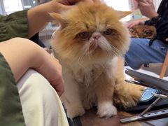 -Heymao猫咖.咖啡厅(东门店)