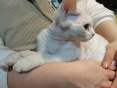 -70cat德文卷毛猫·缅因猫纯种猫舍