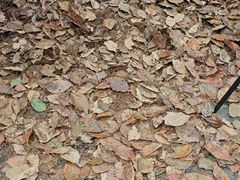 -天目山大树王景区