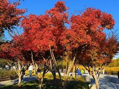 -西海子公园