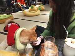 -逗柴咖啡屋·狗咖猫咖宠物桌游