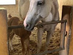 -松声马术俱乐部