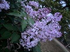 -国家植物园