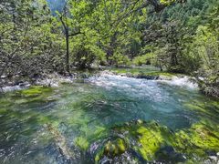 -九寨沟-树正沟