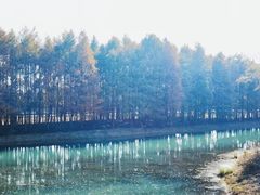 -贡湖湾湿地公园