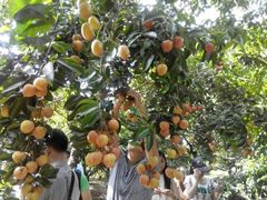-从化深英荔枝黄皮龙眼采摘园