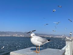 -海埂大坝