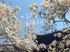 -灵谷景区