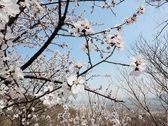 -北京鹫峰国家森林公园