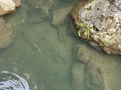 -石台牯牛降景区