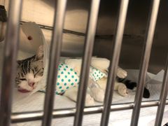 -宠爱国际动物医院· 猫科· 外科·中兽医(长白店)