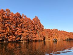 -上海海湾国家森林公园