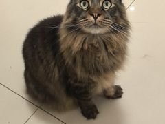 -鼓捣猫呢主题猫咖店