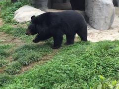 -都江堰中华大熊猫苑