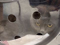 -北京观赏动物医院·24小时大型综合·猫专科·异宠专科