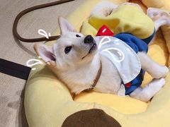 -逗柴咖啡屋·狗咖猫咖宠物桌游
