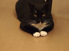 -宠颐生宠物医院·心肾内科·猫专科诊疗中心宠巢店