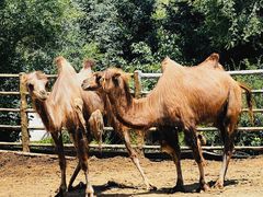 -青藏高原野生动物园