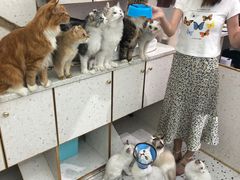 -猫色咖啡·猫咖