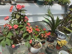 -北京龙庆四季香农家饭庄·灶台鱼·碳烤虹鳟鱼(龙庆峡店)